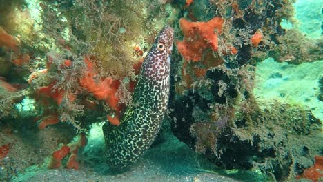 moray eel in slow motion, 2k