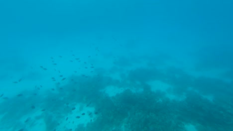 Vista-Submarina-Del-Arrecife-De-Coral