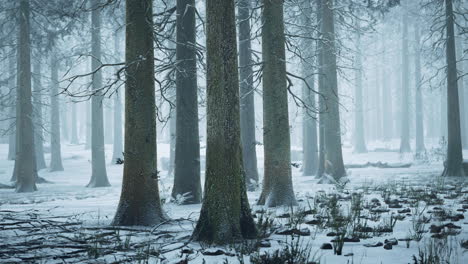 tall trees in snow caps and in fog