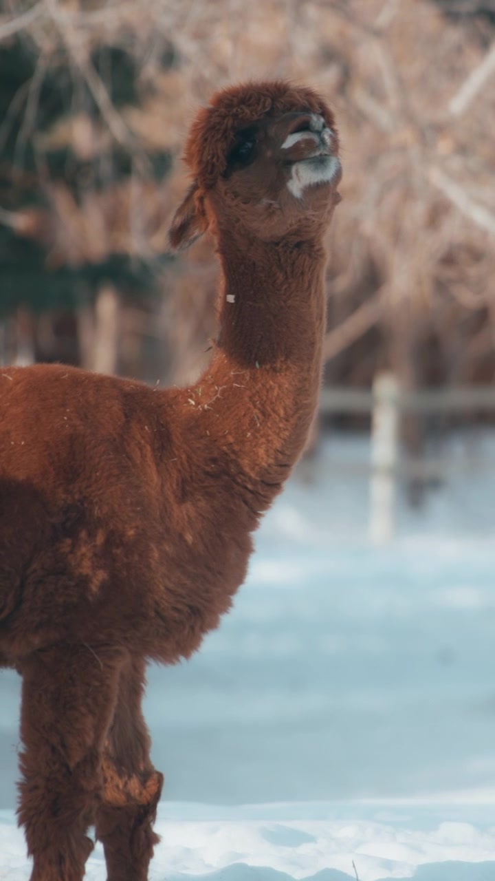 Uma alpaca marrom cercada por neve na floresta. Vertical.