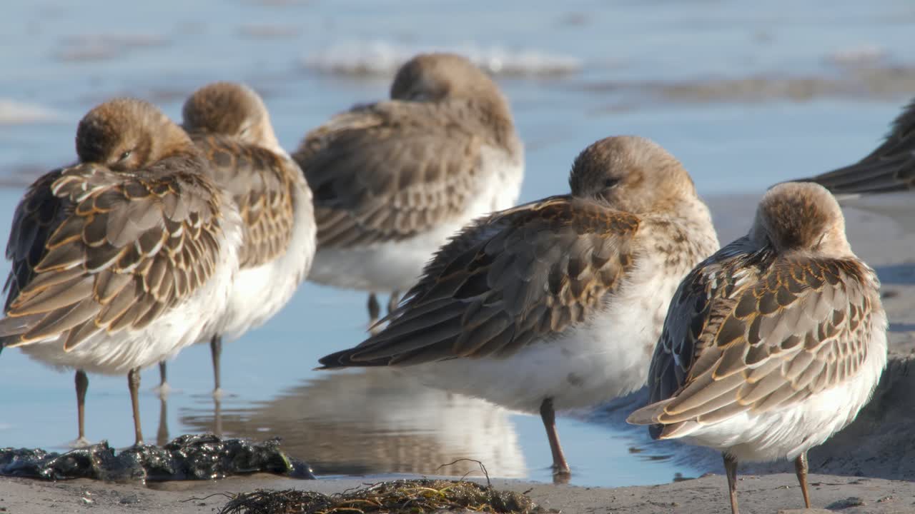 A flock of Dunlin birds resting and sleeping on the beach during a sunny day - Close Up Shot