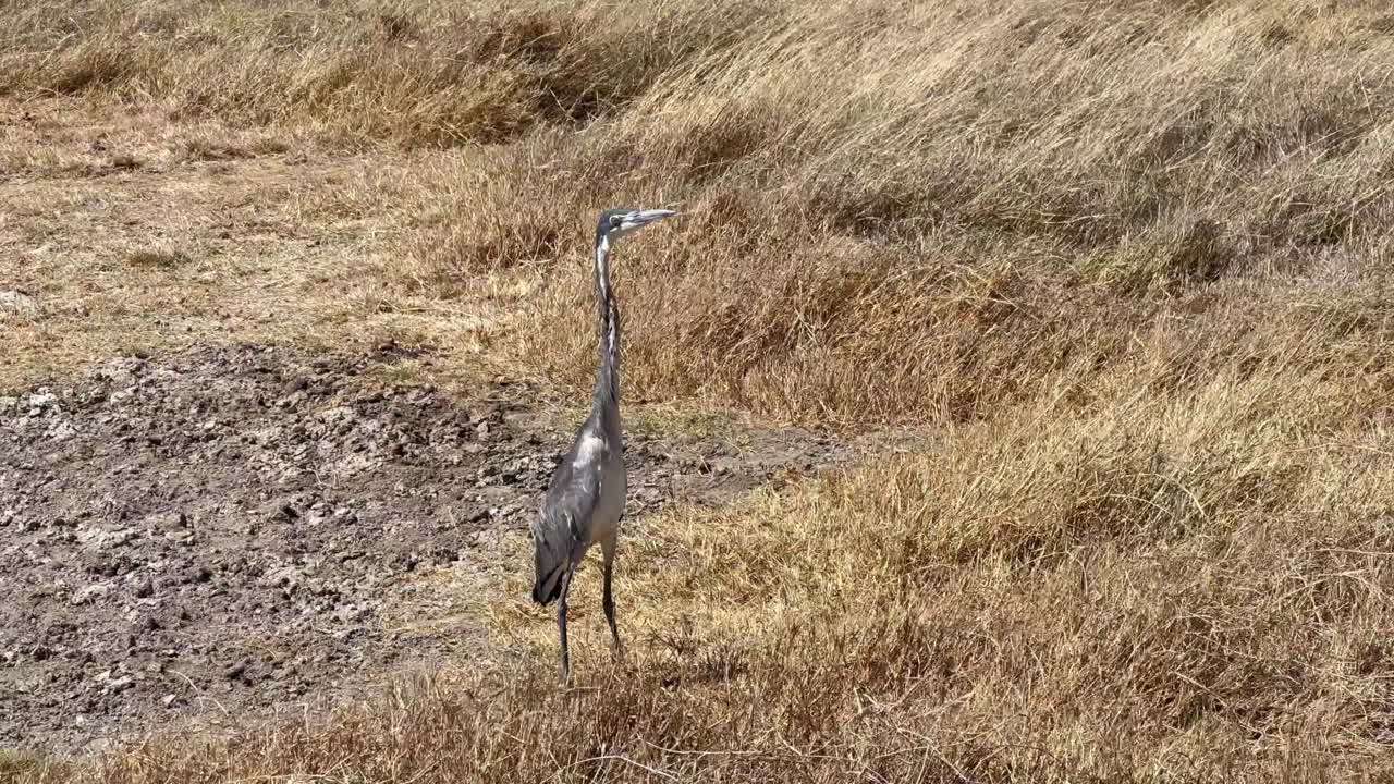 Ein junger Schwarzkopfreiher (Ardea melanocephala) versucht, bei starkem Wind still zu halten, während er nach Beute sucht. Ngorongoro-Krater, Tansania