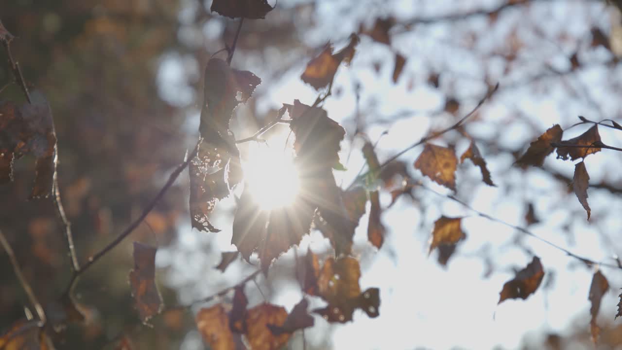 на лоне природы с большими деревьями осенью в италии