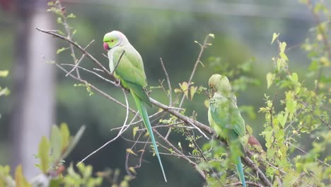 hermoso loro en el árbol. relajante