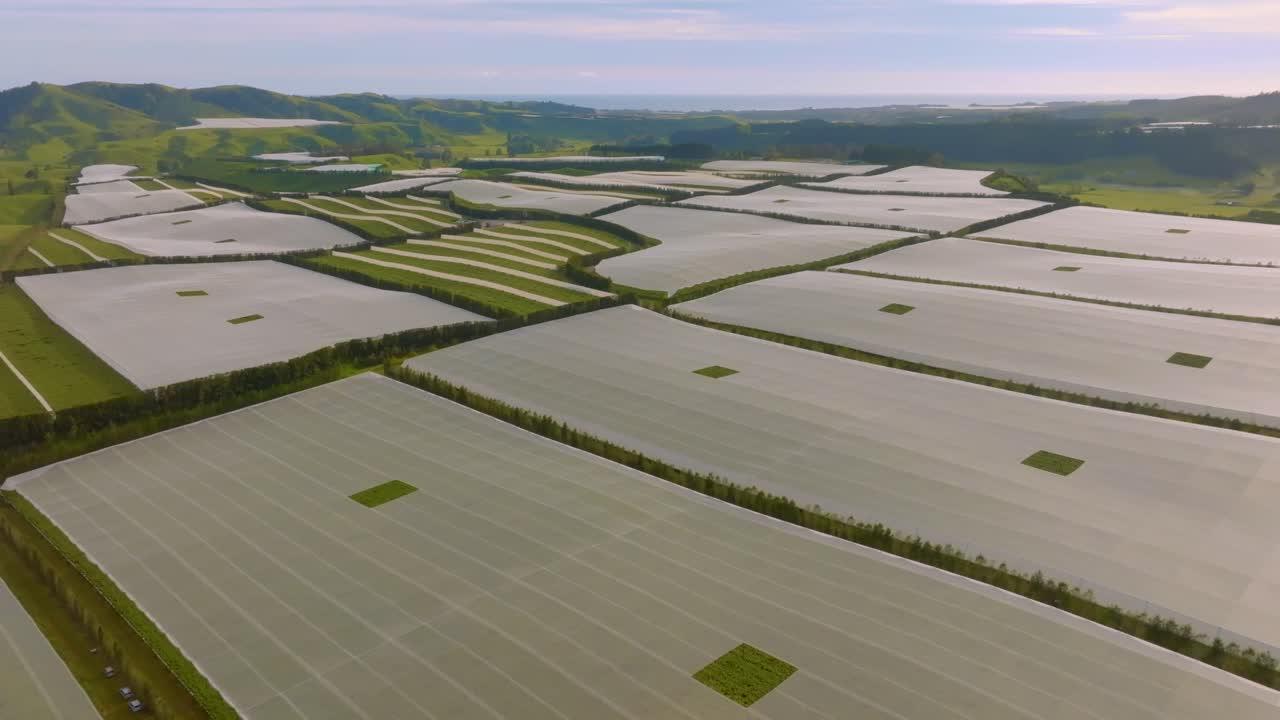 Drone sopra un frutteto ricoperto di brina in Nuova Zelanda. Kiwi e viti. Operai e settore industriale sono impegnati tra gli alberi da frutto.
