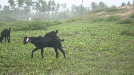 Toma-Panorámica-En-Cámara-Lenta-De-Cabras-Negras-Pastando-En-Un-Campo-De-Hierba-Brumoso