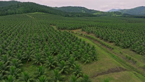 Volar-Sobre-La-Granja-Agrícola-De-Cocoteros-Cerca-De-Villa-Altagracia,-República-Dominicana