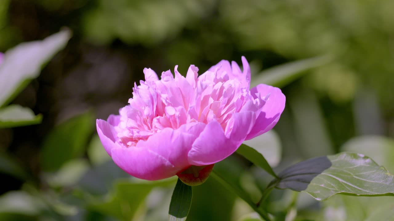 Beautiful Pink Peony In Full Bloom. closeup shot
