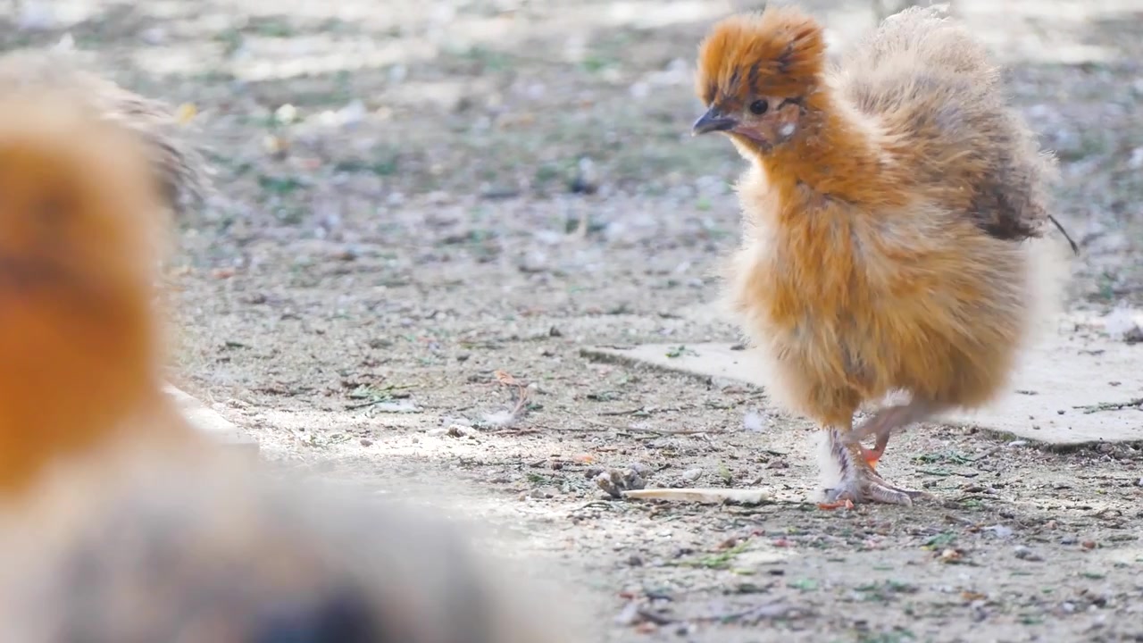 Galline che mangiano da terra.