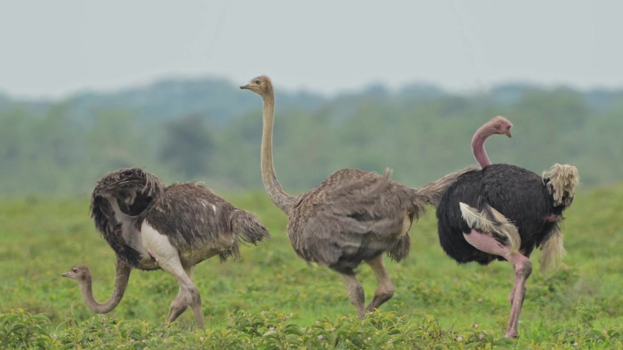 Gruppo di struzzi maschi e femmine nel Parco Nazionale del Serengeti in Tanzania. Struzzi in Africa durante un safari faunistico, che camminano nella savana.