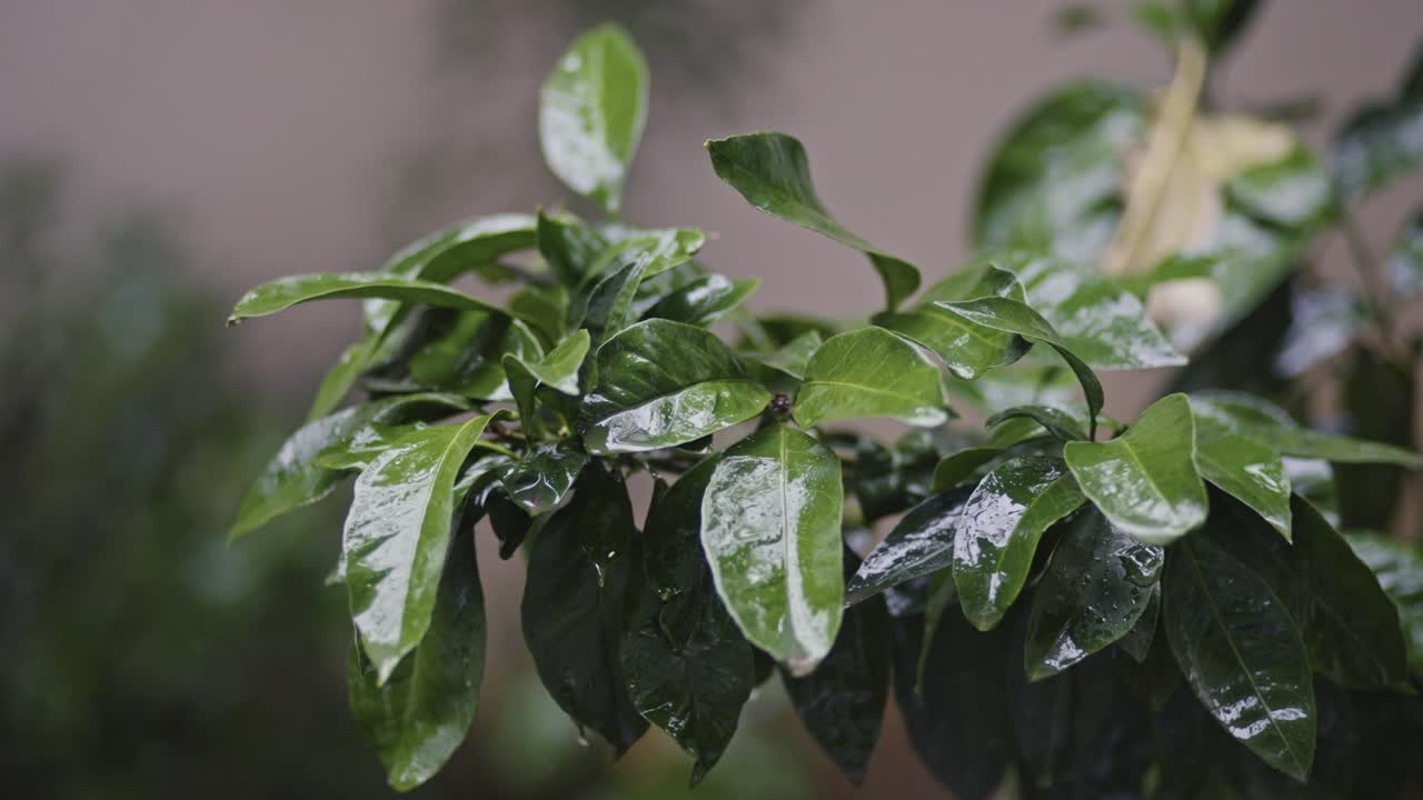 gotas de lluvia caen en la calle, hojas, árboles, bosque