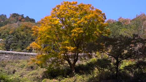 árbol-Grande-Y-Hermoso-De-Color-Amarillo-Otoñal-Con-Hojas-Que-Caen-Al-Lado-De-La-Carretera
