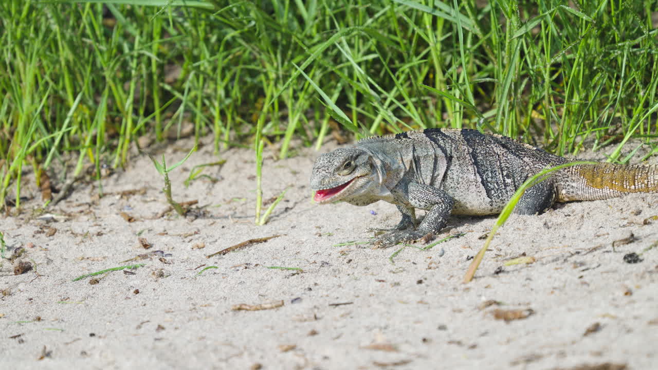Iguana Feeding and Eating Sand Fleas on Beach 11