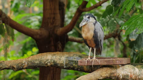 Boat-Billed-Heron-Sitting-In-The-Branches-Of-A-Tree-3