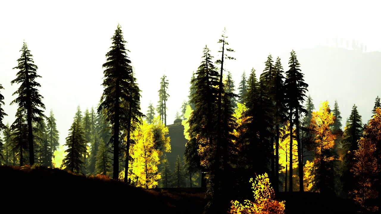 Forest landscape during autumn with vibrant foliage in the background