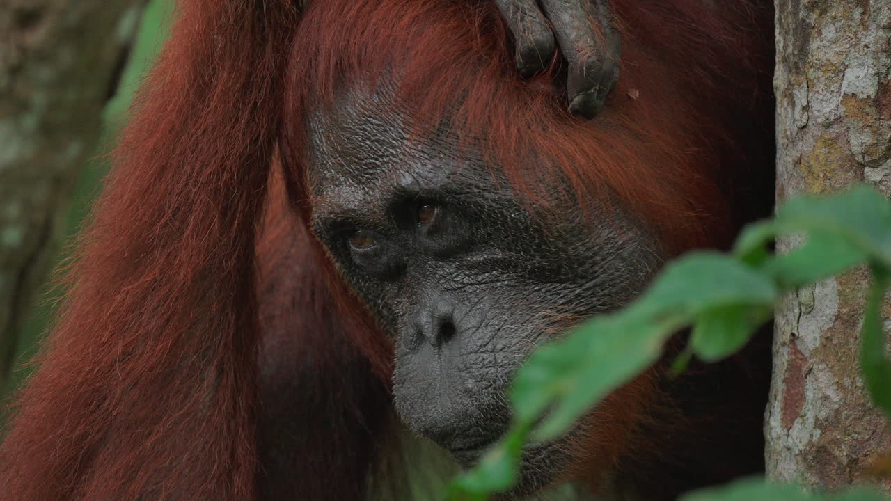 Orangutan in its natural habitat