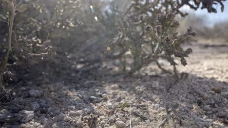 Colonia-De-Hormigas-Cortadoras-De-Hojas-Sonoras-Alias-Acromyrmex-Versicolor-Bajo-La-Cholla-De-Navidad-Alias-Opuntia-Leptocaulis-En-El-Paisaje-Seco-Del-Desierto,-De-Cerca