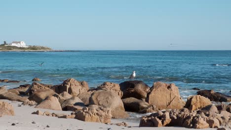 A-seagull-sitting-on-a-rock-with-the-ocean-and-houses-in-the-background