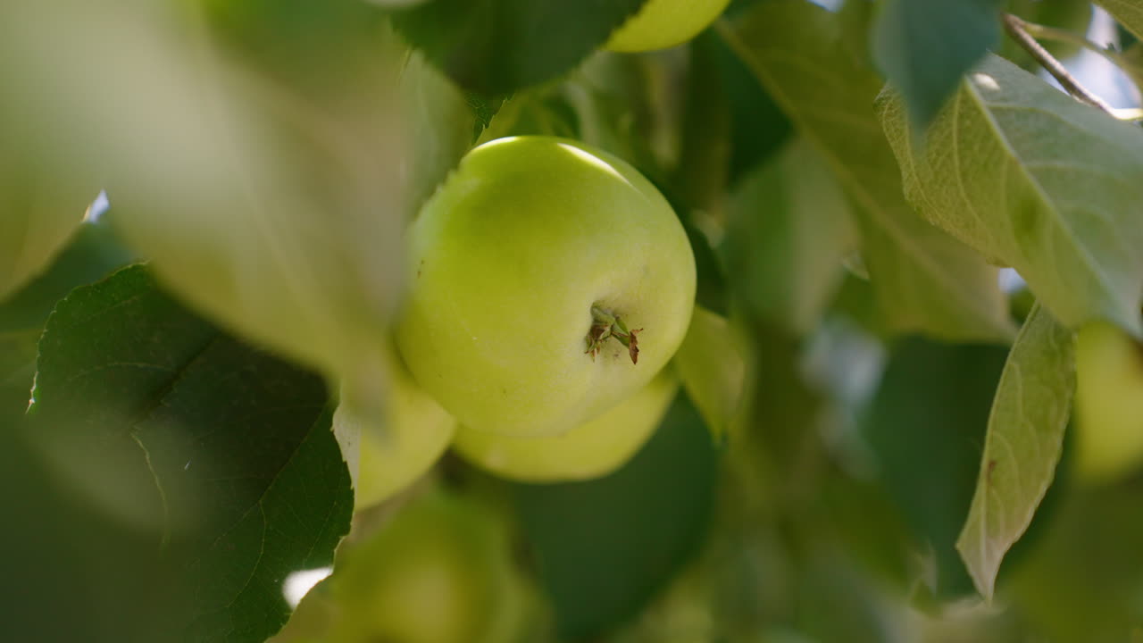 화창한 날 과수원에서 나무에서 잘 익은 녹색 사과를 손으로 고르고 느린 동작
