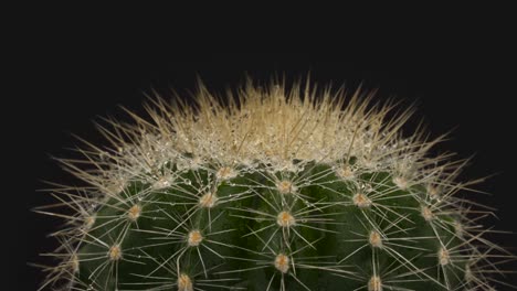 macro disparo de la parte superior del cactus de barril dorado. girando. aislado en el fondo negro. primer plano.