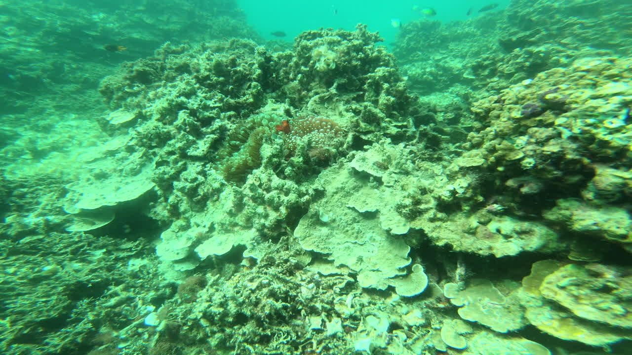 You'll find Nemo here