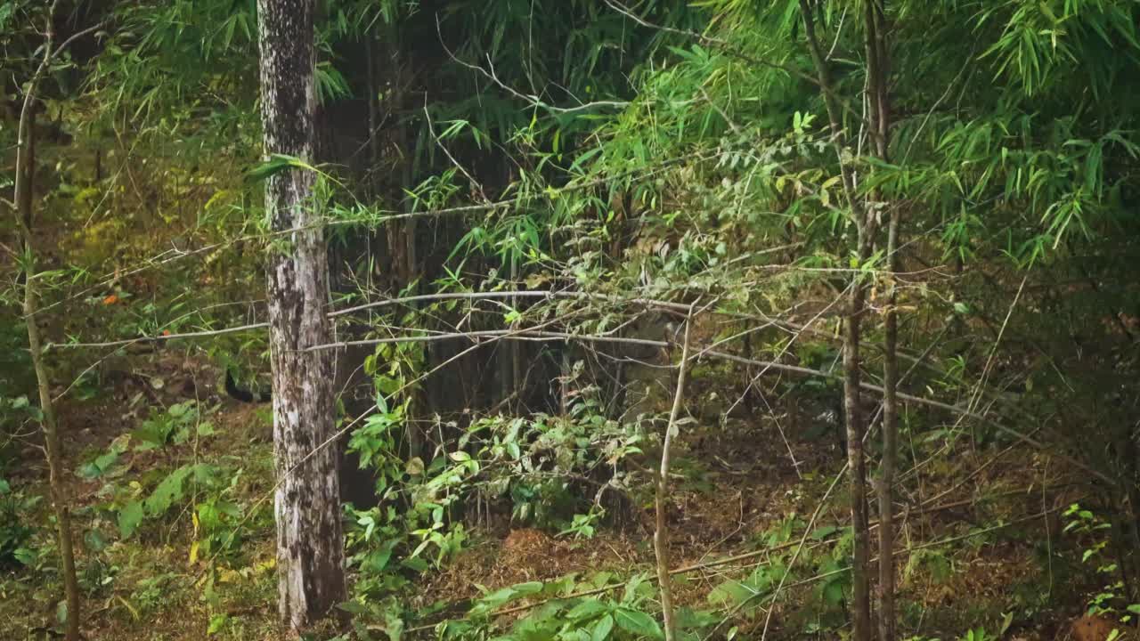 Tiger moving through bushes and foliage in the forests of Satpura national park of Madhya Pradesh