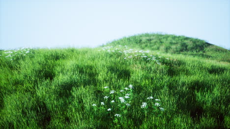 green hills with fresh grass and wild flowers in the beginning of summer