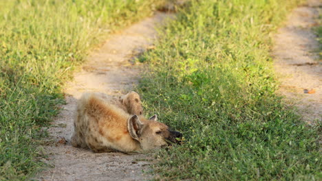 Tüpfelhyäne-Schlafend-Im-Schatten-Eines-Baumes-Im-Klaserie-Private-Game-Reserve,-Südafrika