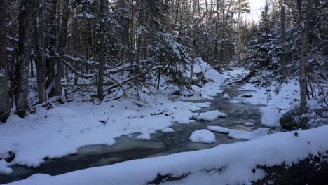 snow covered forest understory by icy stream as sunlight retreats across forest