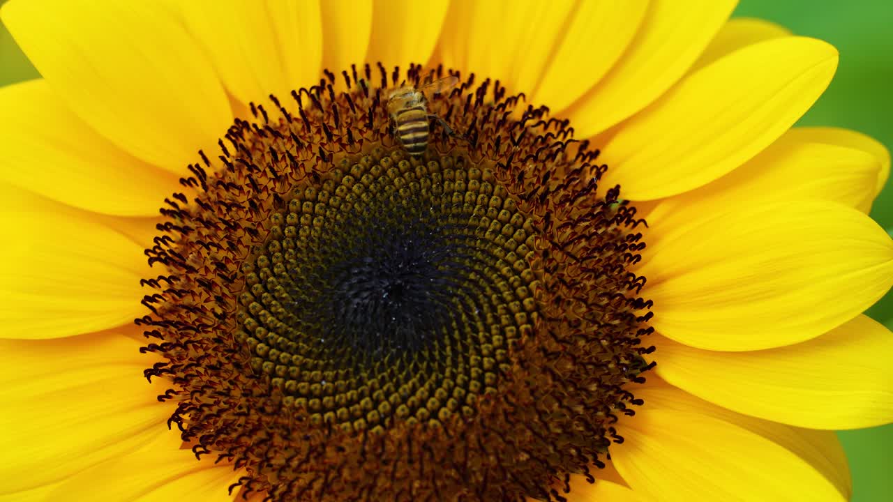 primer plano de un girasol con una abeja