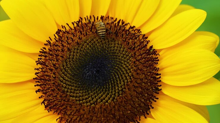 Close-up of a Sunflower with Bee