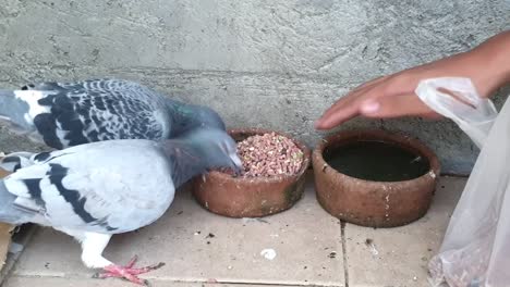 pair of hungry pigeons rush to food serve to them by a pair of male hands