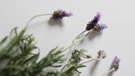 Video-Von-Lavendelblüten-Und--blättern-Mit-Kopierraum-Auf-Weißem-Hintergrund