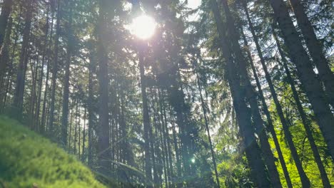 Forest with Moss and Sunlight
