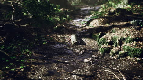 Ein-Kleiner-Bach-Fließt-Durch-Ein-Breites-Tal-Voller-Abgefallener-Blätter