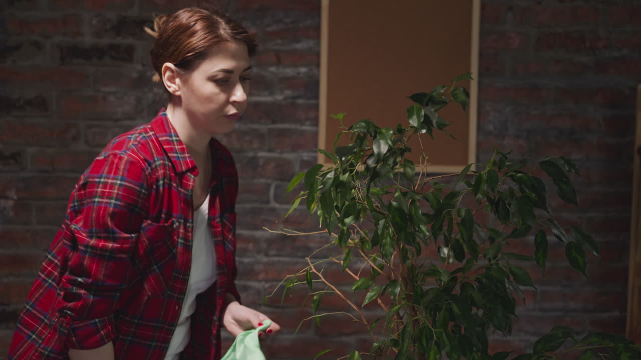 dama con camisa a cuadros roja rocía y limpia hojas de ficus