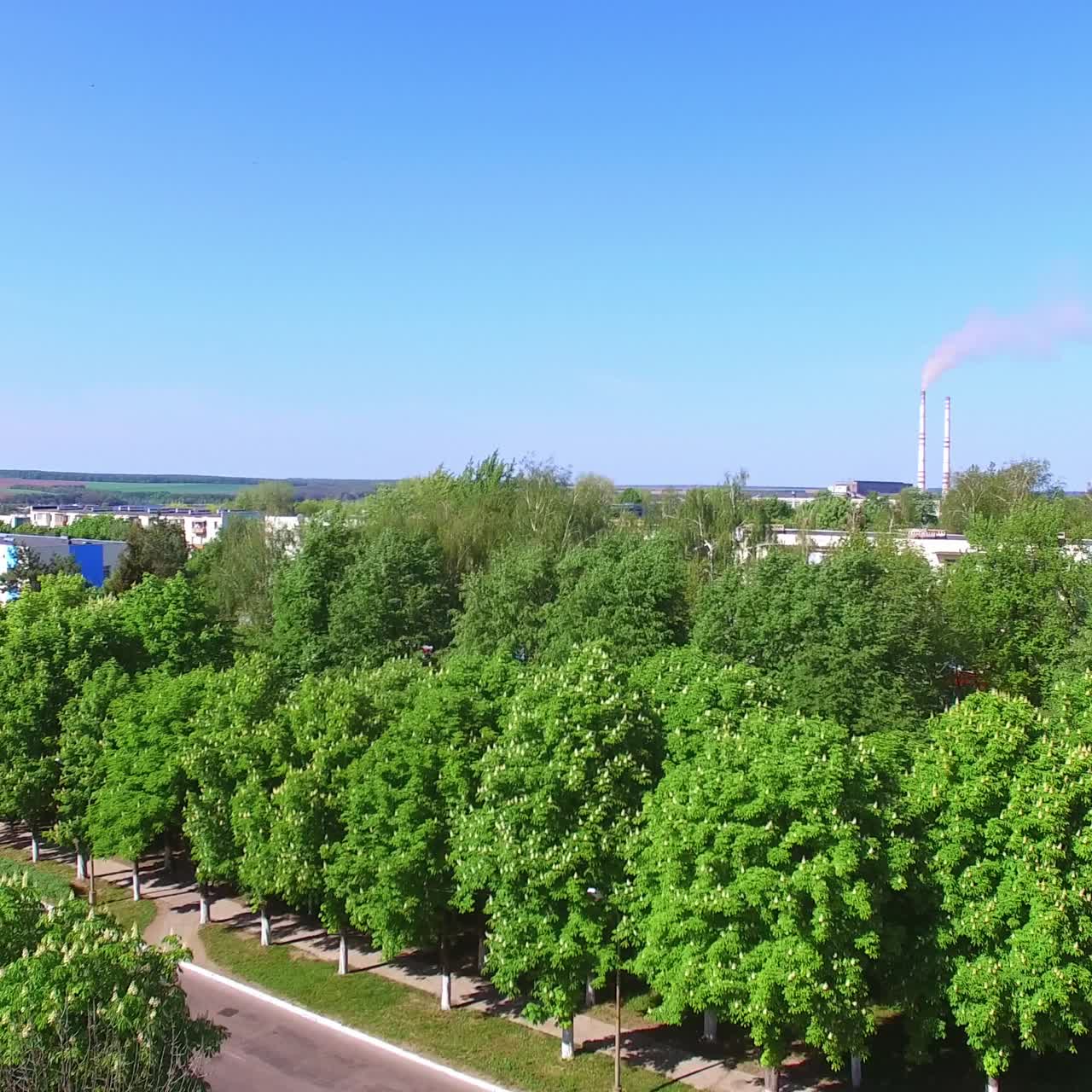 Green chestnut-trees in blossom on beautiful sunny day. Rising over the alley with chestnuts in residential area