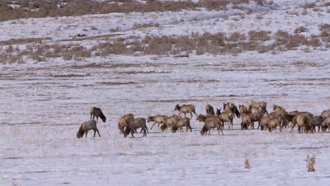 Herde-Von-Idaho-Elchen,-Die-Im-Winter-Auf-Einem-Schneebedeckten-Feld-Grasen