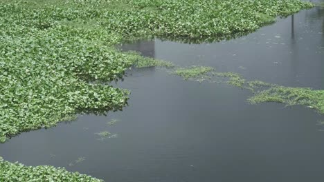 water plants in a body of water