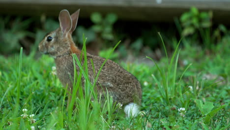 cute bunny rabbit sitting in grass being still