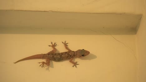 My-house-lizard-is-too-camera-conscious