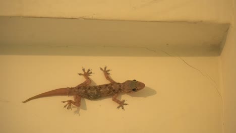 mi lagarto doméstico es demasiado consciente de la cámara