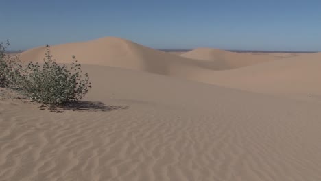 Bushes-on-North-Algodones-Dunes-in-California-in-the-midday-heat,-USA