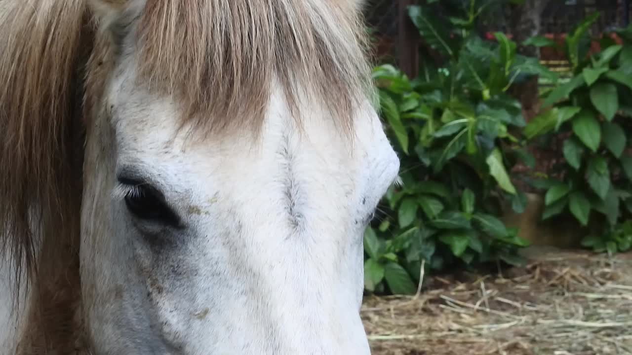 cerca de la cabeza del caballo en su establo en una granja en el campo