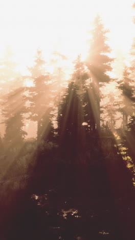 sunbeams through a foggy forest