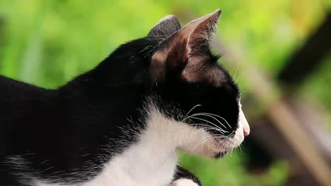 Close-up-of-a-tuxedo-cat-turning-from-sleepy-to-alert-expression