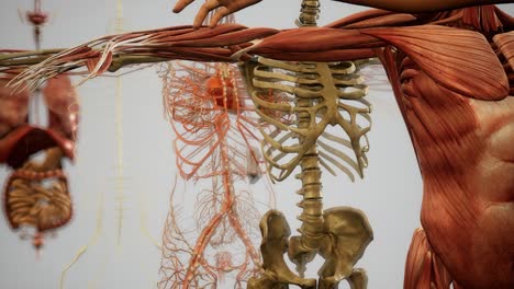 ilustración animada de la anatomía humana en 3d
