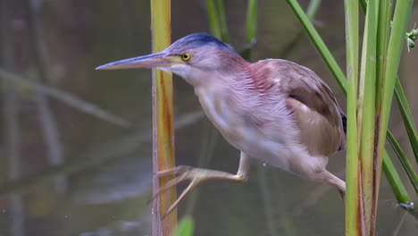 a yellow bittern bird perched on freshwater reeds over water then flying off - slow motion