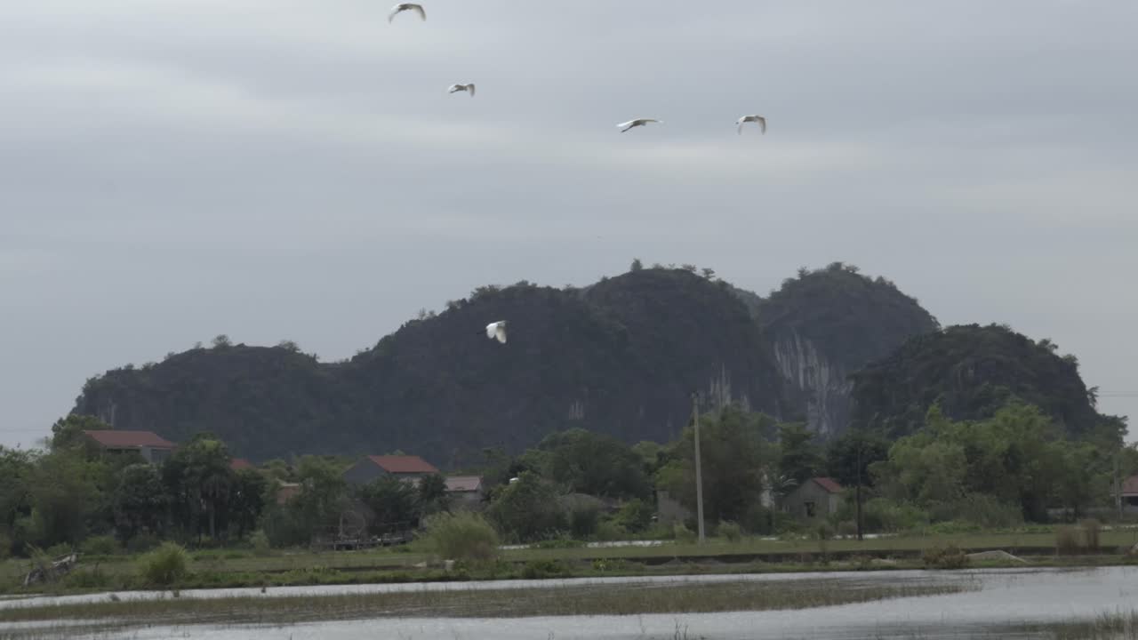 느린 움직임의 조류 생활 풍경, 날아다니는 색 큰 독수리 무리