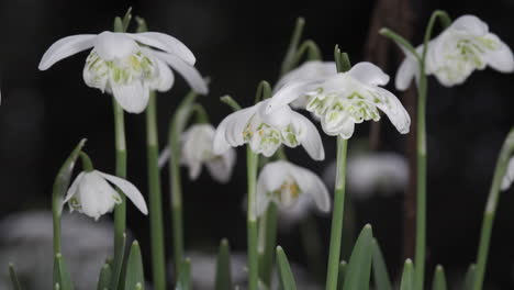 Delicate-pure-white-Snowdrop-flowers-blooming-in-an-English-woodland